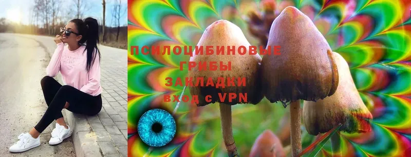 Галлюциногенные грибы Psilocybe  Звенигово 